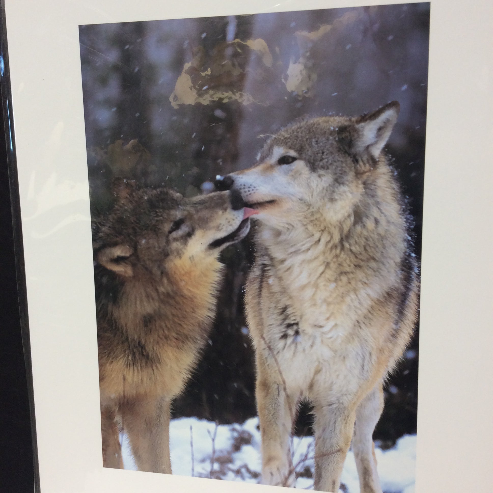 Matted W/Out Frame Wolf Portrait Photographs 11" x 14"