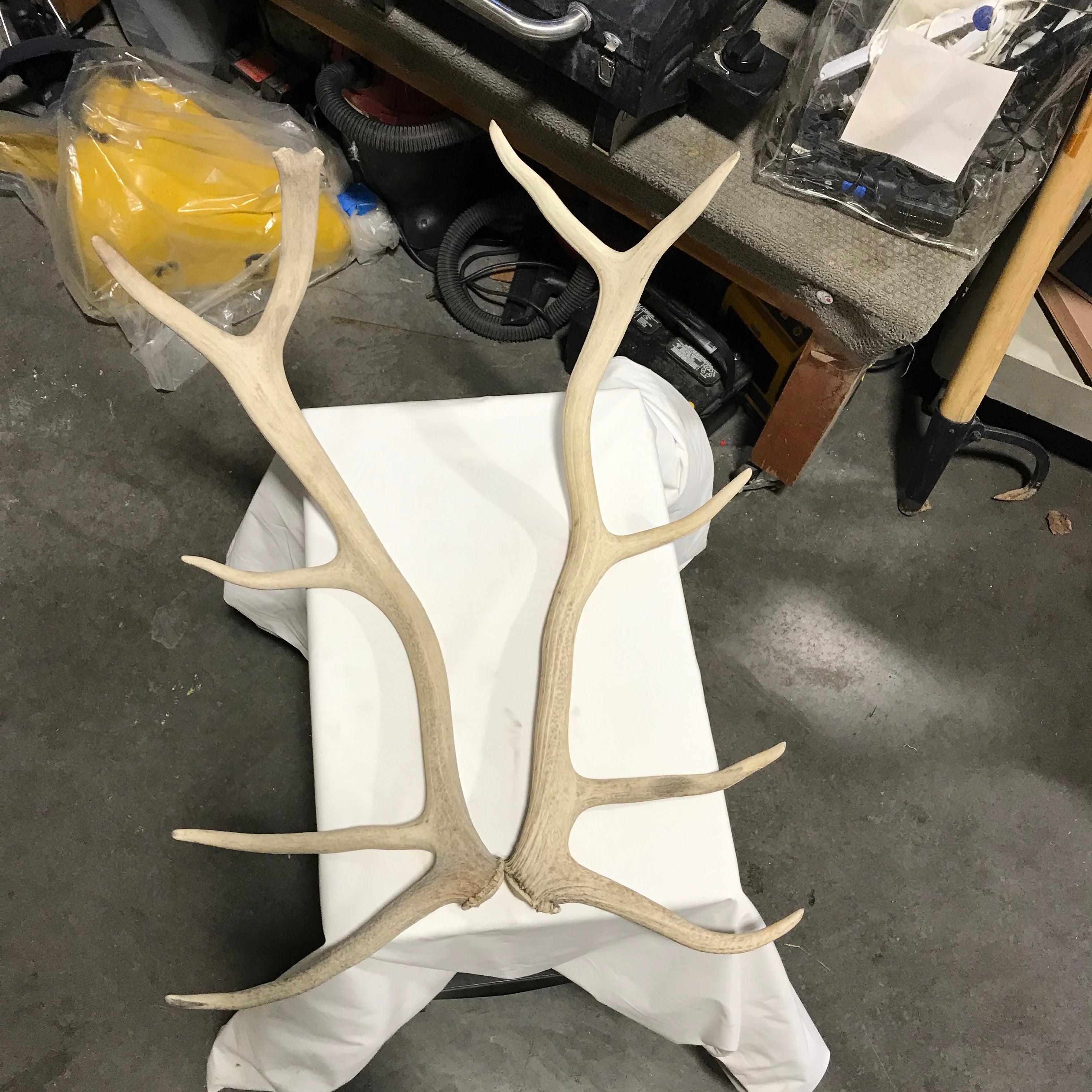 Authentic Rocky Mountain Elk Sheds