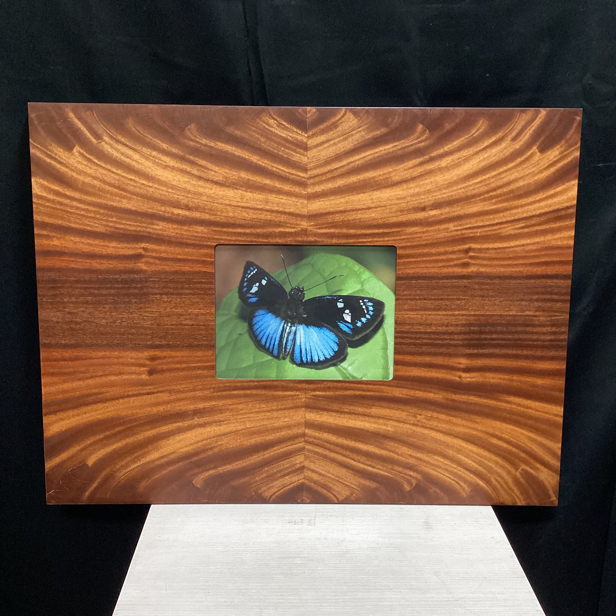 Steve Graser Powder-Blue Skipper Butterfly Photograph In Flame Mahogany Wood Frame 30" x 23"