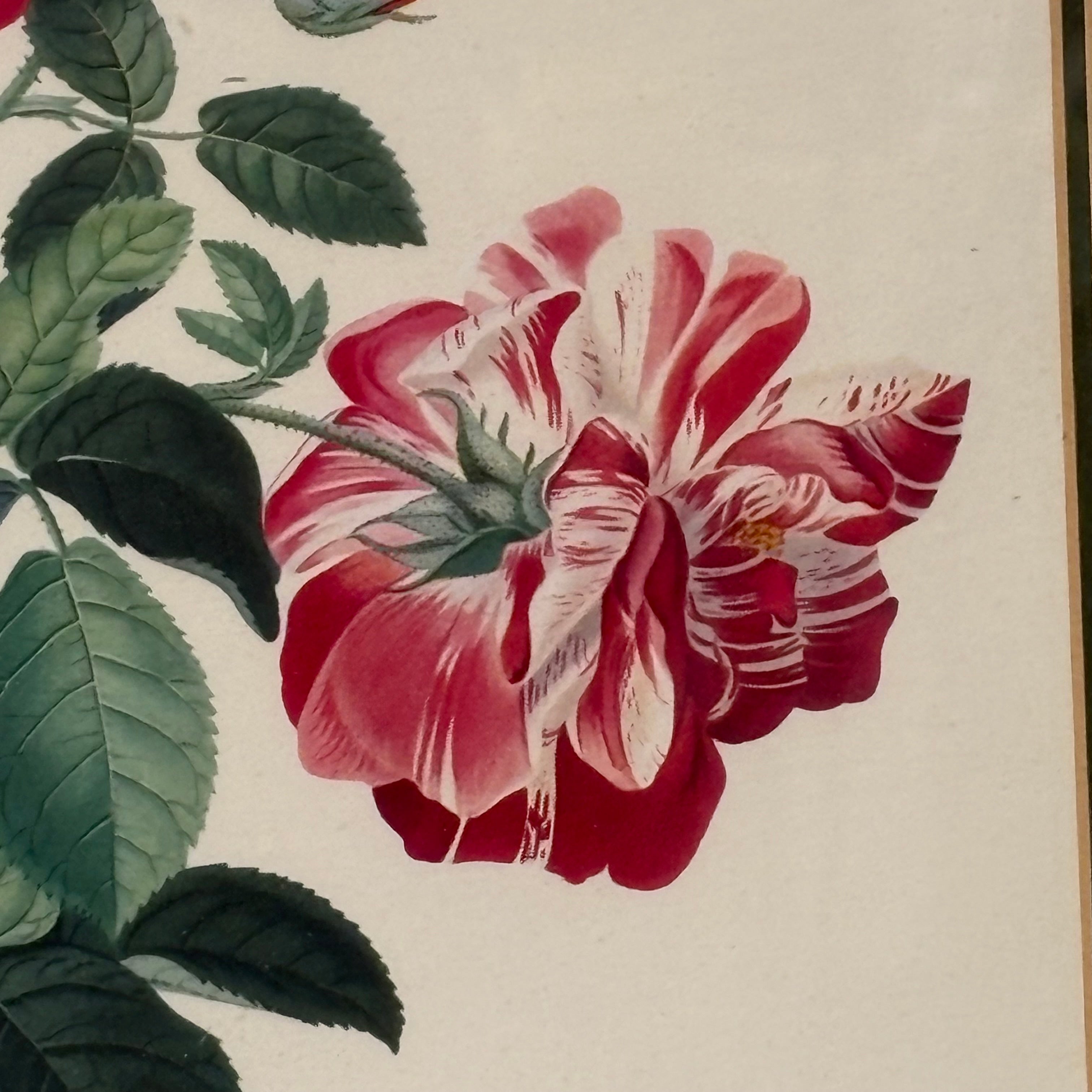 Georg D. Ehret The Common Province Rose Floral Print Framed Wall Decor 16” x 21”
