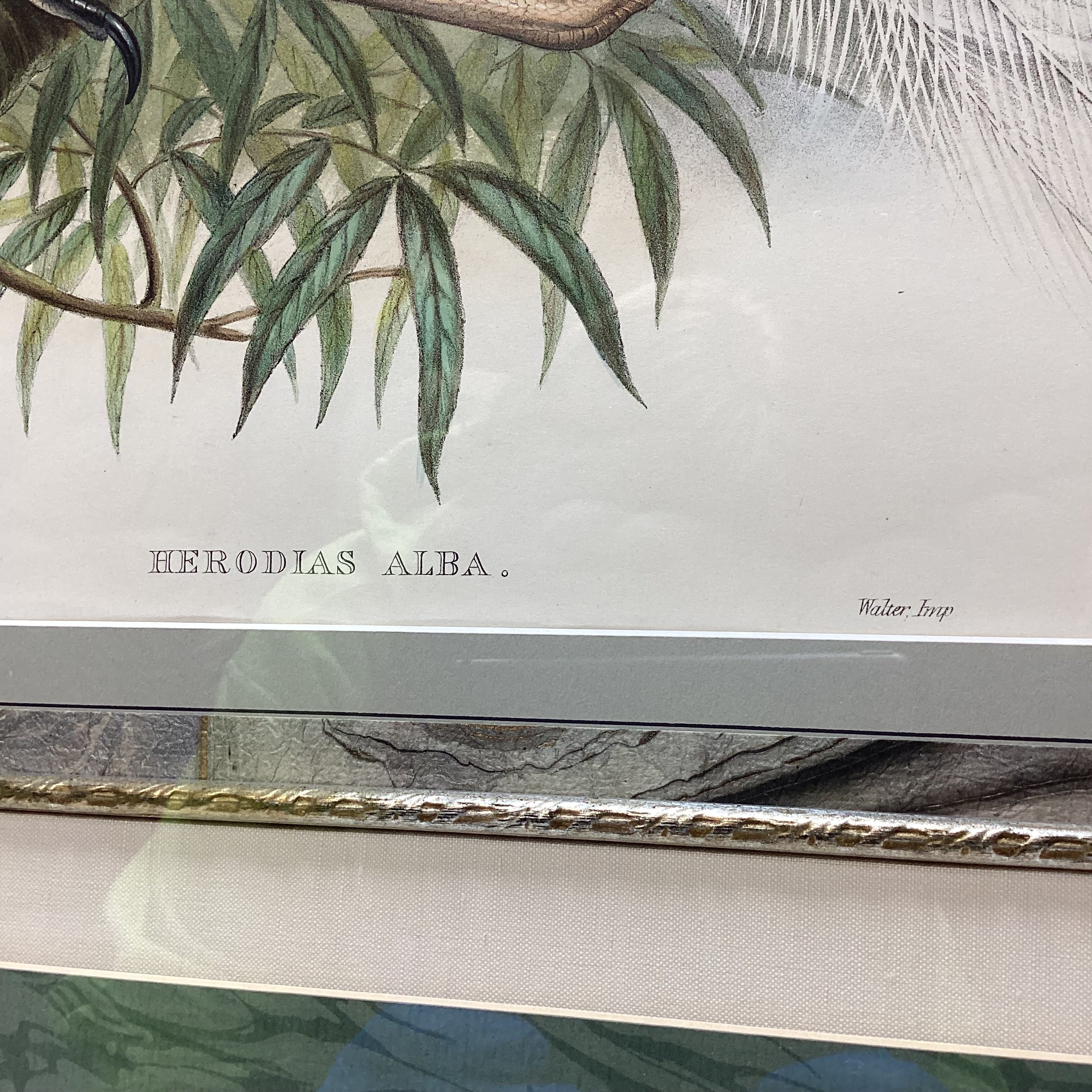 Henry Constanine Richter "Great White Egret" Hand Colored Lithograph 38" x 31"