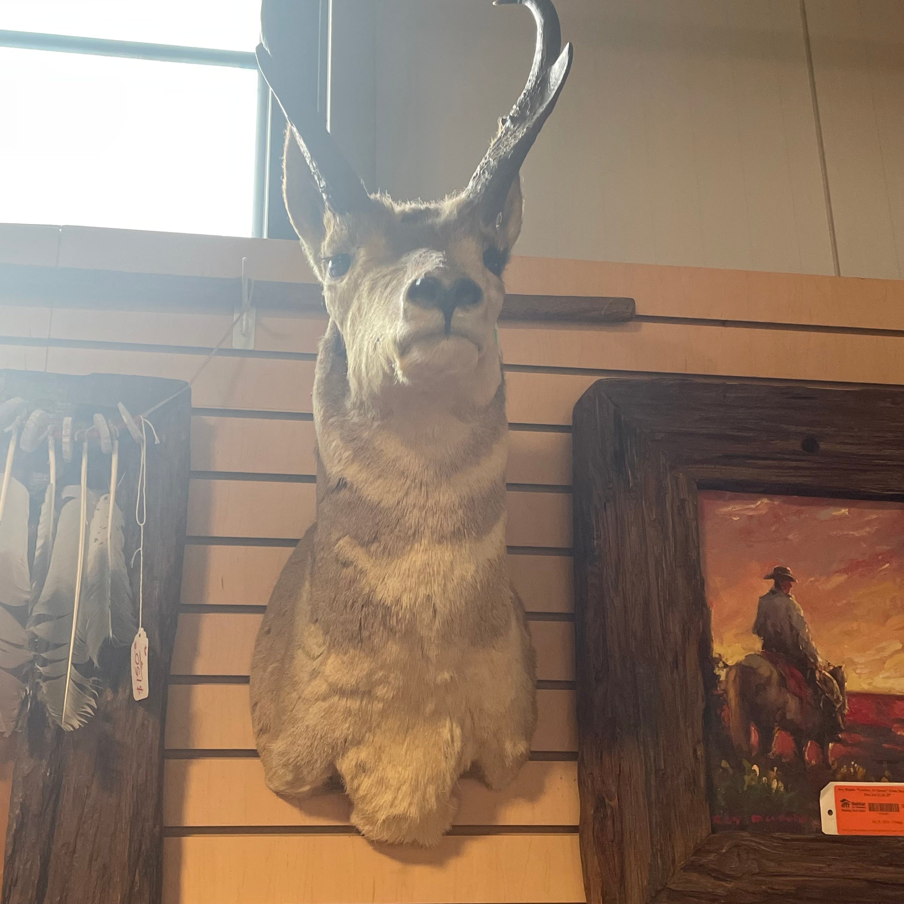 Pronghorn Antelope Shoulder Mount